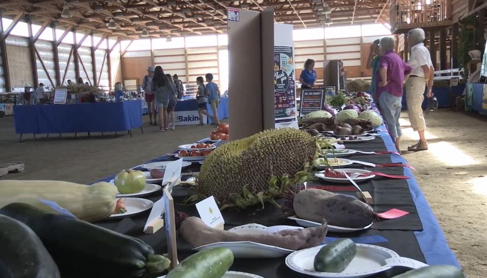 Long tables of produce entries in the exhibit barn.